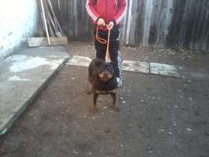 Vanzare Rottweiler