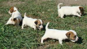 Pui Jack Russel terrier