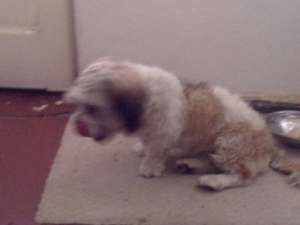 bichon havanez