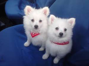 SPITZ PITIC VULPINO ITALIANO