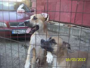Pui Amstaff de vanzare