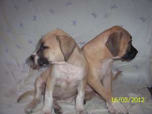 Pui Amstaff de vanzare