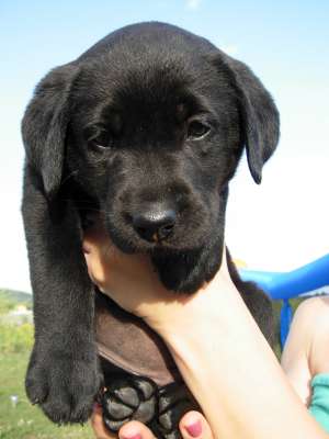 vand pui labrador neagru