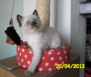 Vand pisica Ragdoll !