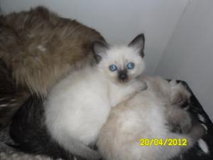 Vand pisica Ragdoll !