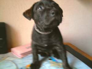 Vand pui amstaff