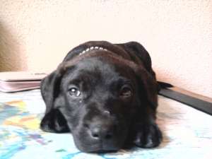 Vand pui amstaff
