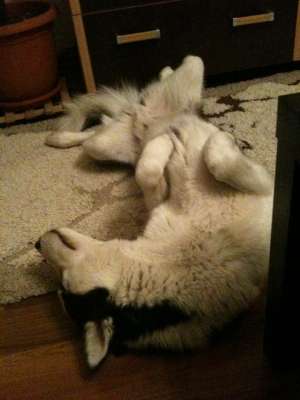Mascul Husky Monta