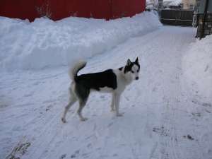 Mascul Husky Monta