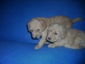 5 pui metis caniche