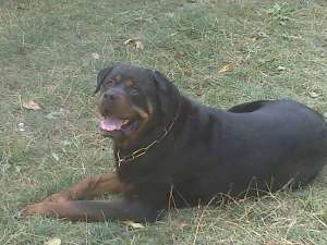 mascul Rotweiler talie mare pentru monta