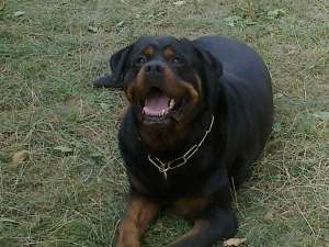 mascul Rotweiler talie mare pentru monta