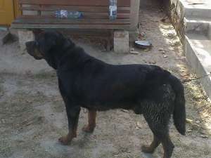 mascul Rotweiler talie mare pentru monta