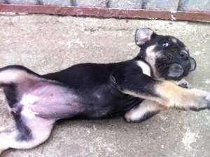 Vand pui cane corso