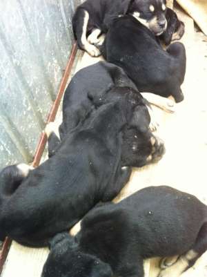 Vand pui cane corso