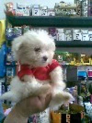 PUI BICHON MALTESE TOY,  ALBI-direct de la crescator