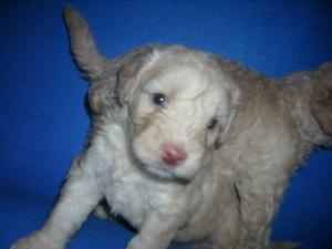 5 pui metis caniche