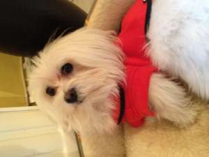 BICHON MALTEZ CAUTA BICHONITZA