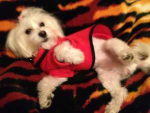 BICHON MALTEZ CAUTA BICHONITZA
