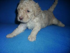 5 pui metis caniche