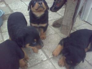 vand pui rottweiler