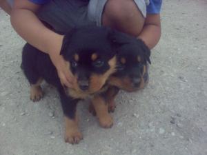 vand pui rottweiler