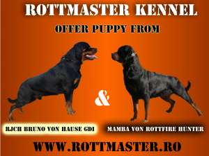 Pui rottweiler de talie mare de vanzare in Canisa Rottmaster !!!