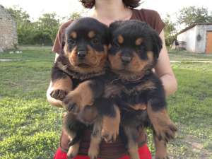 Pui rottweiler de talie mare de vanzare in Canisa Rottmaster !!!