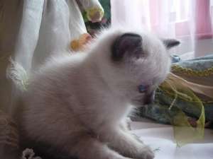 vand pisicute birmaneze