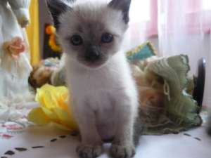 vand pisicute birmaneze