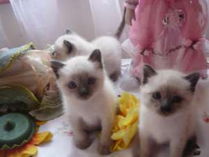 vand pisicute birmaneze