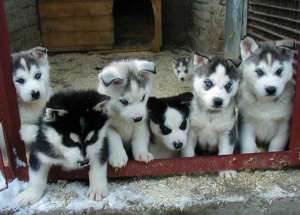 Husky Siberian