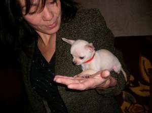 Chihuahua Cel Mai Mic Catel