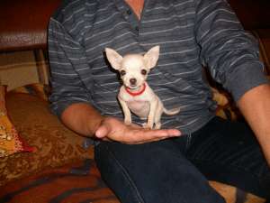 Chihuahua Cel Mai Mic Catel