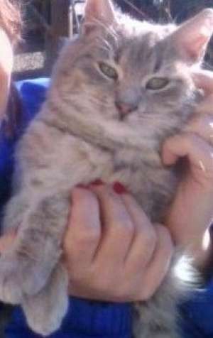 vand motan superb  metis angora gri