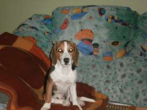 Vand catel Beagle 4 luni