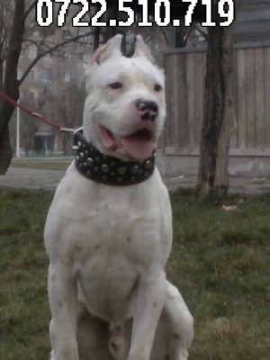 Pui Dog Argentinian vand