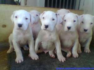 Pui Dog Argentinian vand