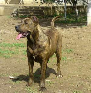 Presa Canario pedigree