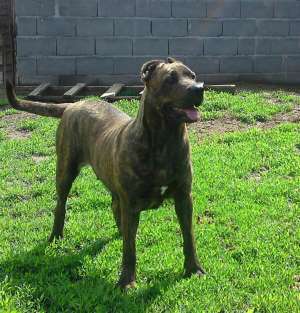 Presa Canario pedigree