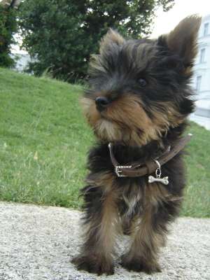 Ofer pt monta mascul Yorkshire Terrier