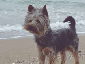 Ofer pt monta mascul Yorkshire Terrier