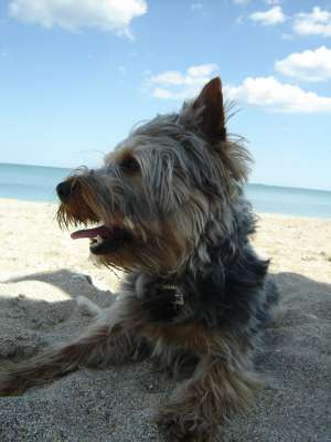 Ofer pt monta mascul Yorkshire Terrier