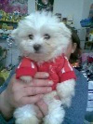 PUI DE CALITATE BICHON MALTESE, PARINTI IMPORT