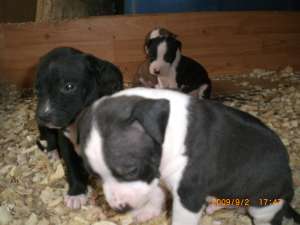 vand catei pui de amstaff si mascul ptr monta
