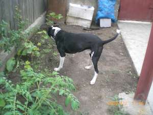 vand catei pui de amstaff si mascul ptr monta