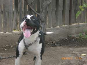 vand catei pui de amstaff si mascul ptr monta
