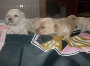 Vand bichon maltese