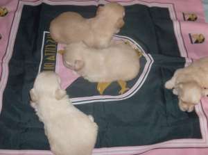 Vand bichon maltese