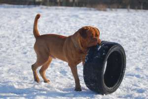 DOG DE BORDEAUX PENTRU MONTA